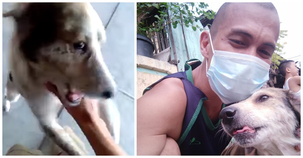 Perrito desaparecido durante meses no puede dejar de llorar cuando al fin su papá lo encuentra