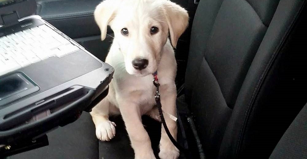 Policía queda desconcertada cuando una familia le suplica llorando que se haga carga de su perro Policía queda desconcertada cuando una familia le suplica llorando que se haga carga de su perro
