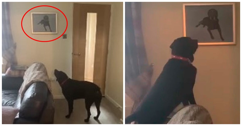 Perrito solloza al ver el retrato pintado de su hermanito recién fallecido