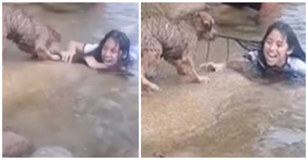 Desesperado perro se lanza a un río y no para de tirar del pelo de su humana hasta «salvarla» Desesperado perro se lanza a un río y no para de tirar del pelo de su humana hasta «salvarla»