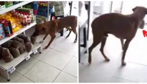 Graban a un hambriento perro callejero «robando» comida y la dueña de la tienda reacciona