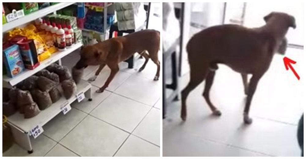 Perro callejero hambriento entra a «robar» unas croquetas y la dueña de la tienda reacciona