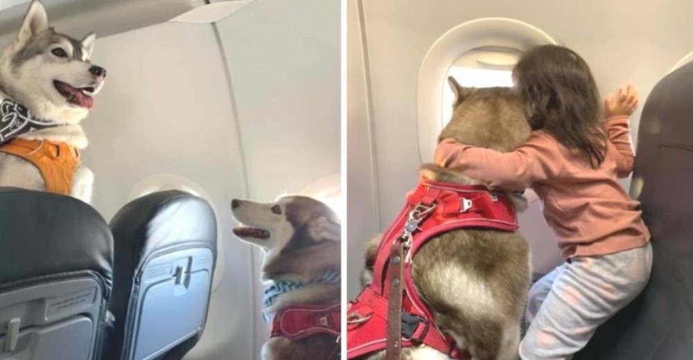 Viaja en avión junto a los 2 huskys de apoyo emocional de su hija ante el asombro de todos
