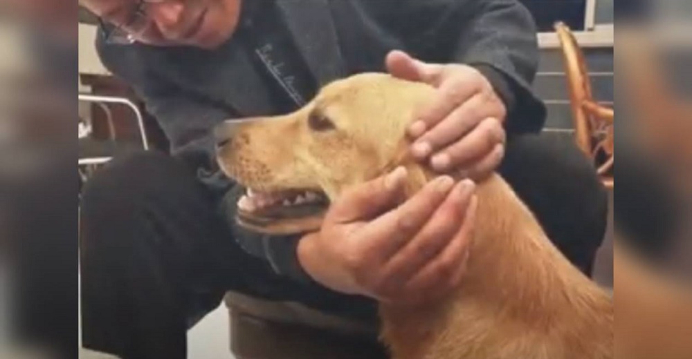 Perrita acaba con las patas heridas tras recorrer 100 km durante 14 días para volver a su hogar Perrita acaba con las patas heridas tras recorrer 100 km durante 14 días para volver a su hogar