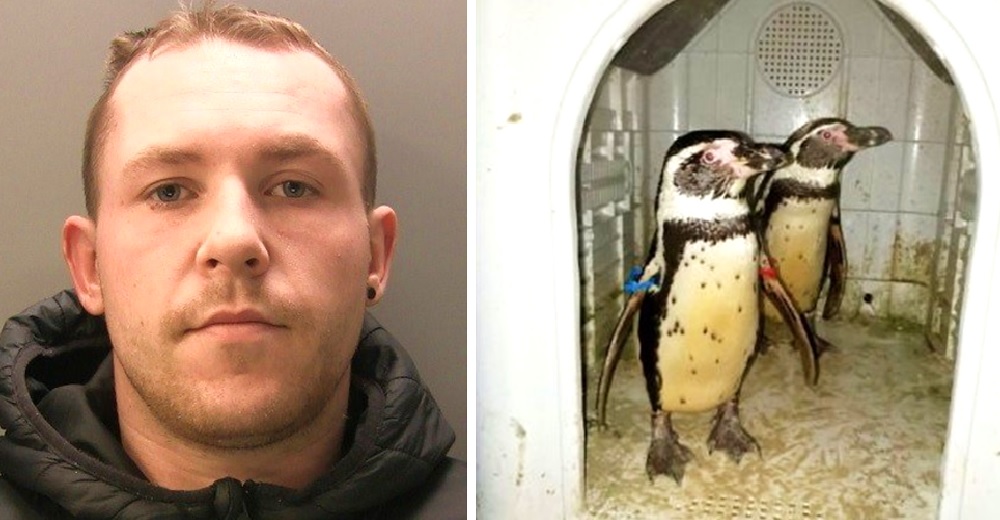 Regresa al zoológico en el que trabajaba para robar pingüinos y otra decena de aves exóticas Regresa al zoológico en el que trabajaba para robar pingüinos y otra decena de aves exóticas