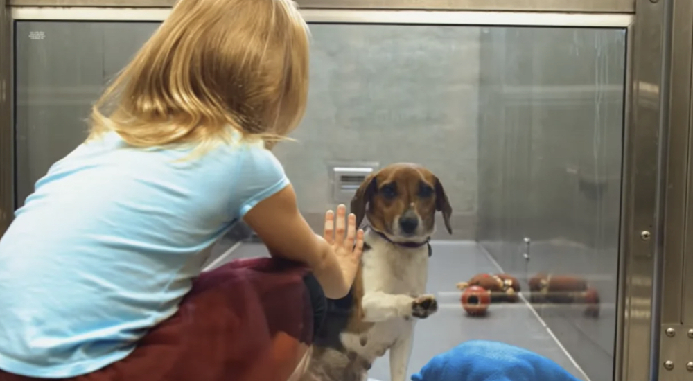 Una perrita sufre el continuo rechazo por todos en un refugio, hasta que una niña se detiene Una perrita sufre el continuo rechazo por todos en un refugio, hasta que una niña se detiene