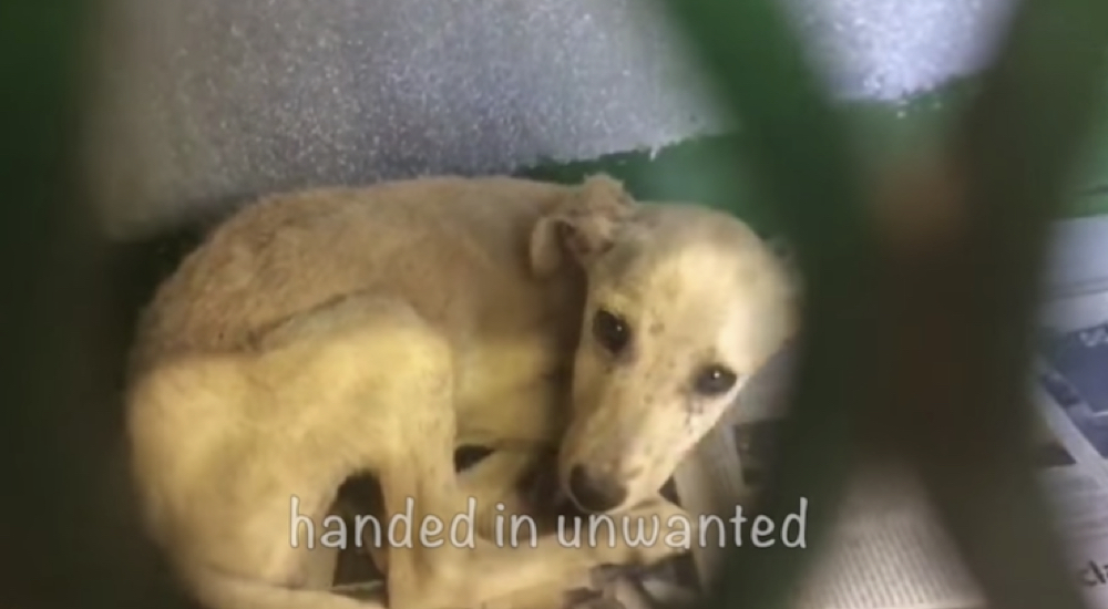 El veterinario decide acabar con su vida a petición de su dueño pero una llamada lo cambia todo El veterinario decide acabar con su vida a petición de su dueño pero una llamada lo cambia todo