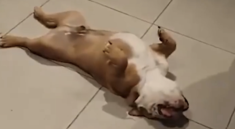 Cuando llega a casa encuentra a sus bulldogs «inconscientes» en el suelo y actúa de inmediato