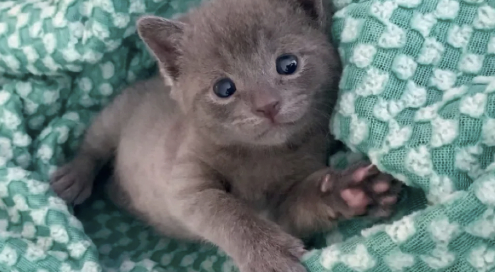 Mujer llega al refugio para adoptar 3 gatitos pero un pequeño huerfanito solitario la intercepta