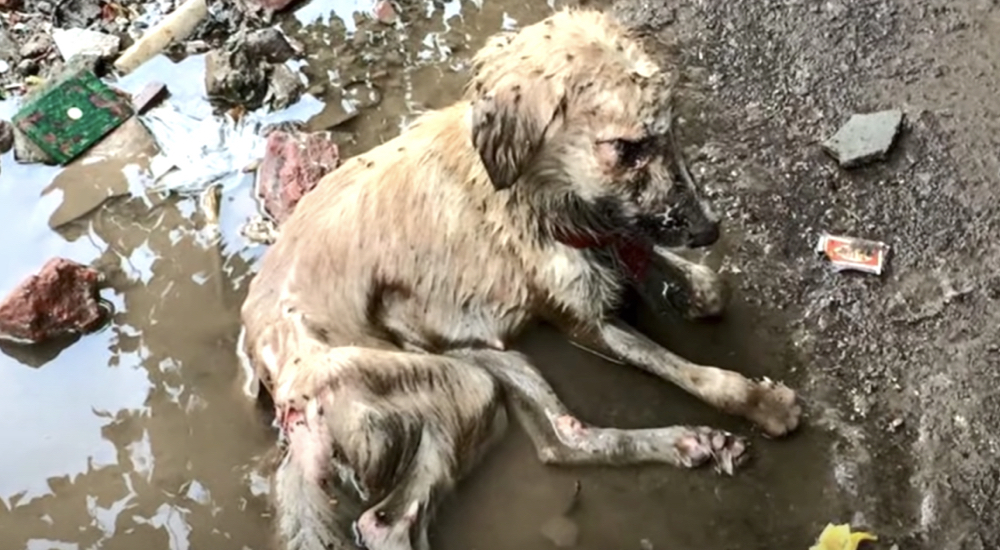 Un charco inmundo se convirtió en el hogar de una pobre cachorrita que no podía moverse