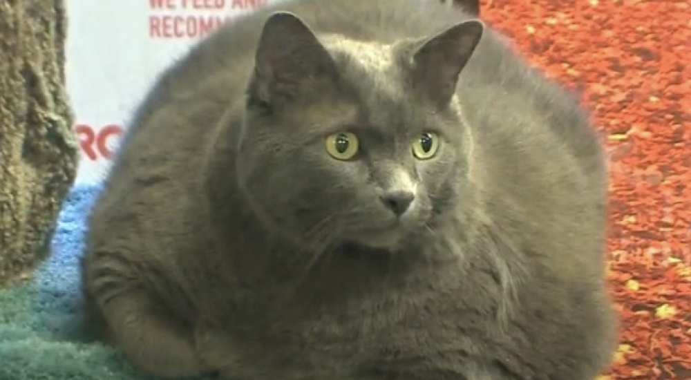 Gato con obesidad mórbida llega a engordarse tanto que sus malvados dueños lo abandonan Gato con obesidad mórbida llega a engordarse tanto que sus malvados dueños lo abandonan