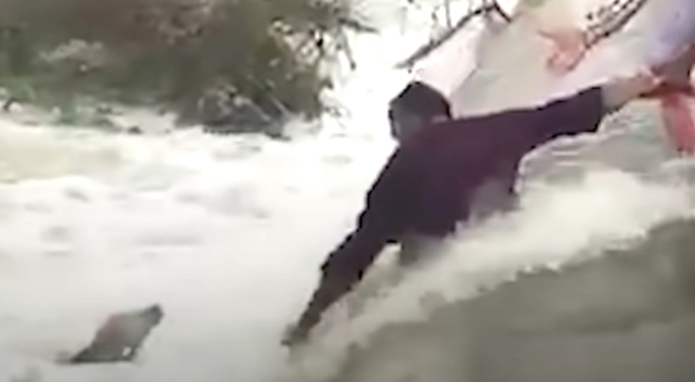 Extraños ven a un perro luchando en una peligrosa cascada y arriesgan su vida para salvarlo Extraños ven a un perro luchando en una peligrosa cascada y arriesgan su vida para salvarlo