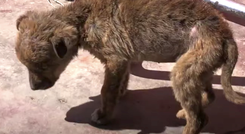 La única cachorrita sobreviviente de su camada es encontrada luchando por su vida en las calles La única cachorrita sobreviviente de su camada es encontrada luchando por su vida en las calles