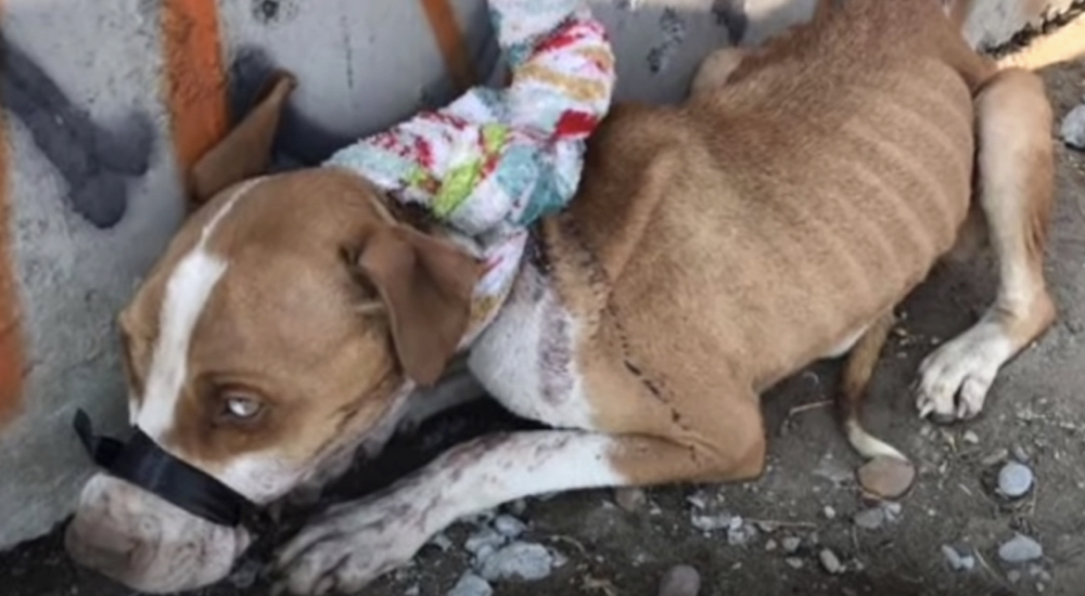 Perrita fue abandonada y atada con una manta para esconder las lesiones de su pasado Perrita fue abandonada y atada con una manta para esconder las lesiones de su pasado