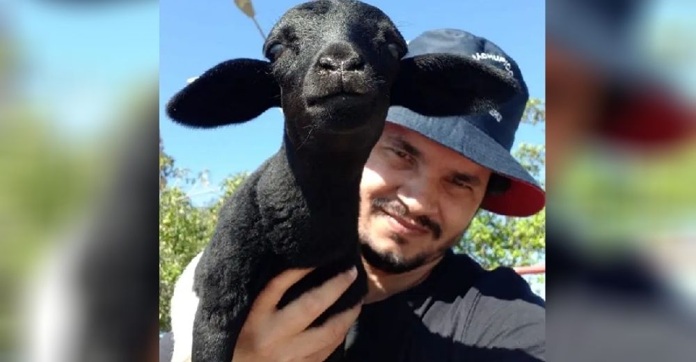 Adopta a la oveja bebé que fue rechazada por su madre y le ayuda a curar su dolor Adopta a la oveja bebé que fue rechazada por su madre y le ayuda a curar su dolor