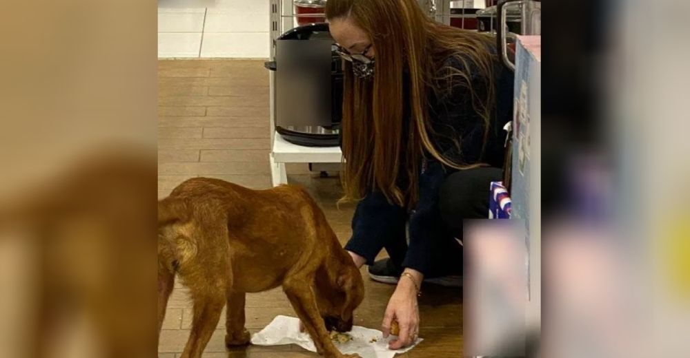 Vendedora le da lo único que tenía para comer a un perro sin hogar pensando que nadie la veía Vendedora le da lo único que tenía para comer a un perro sin hogar pensando que nadie la veía