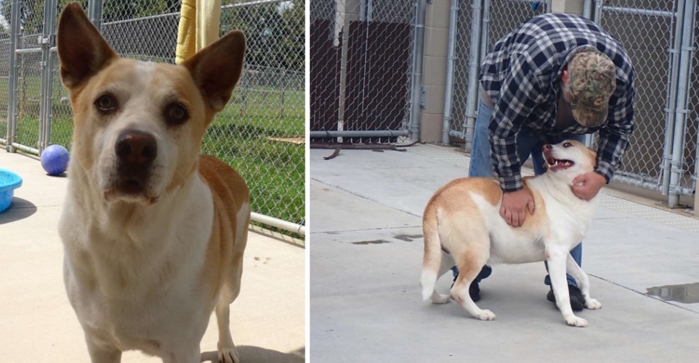 El perro más triste del refugio celebra que después de 3 años se reencuentra con su amado dueño El perro más triste del refugio celebra que después de 3 años se reencuentra con su amado dueño