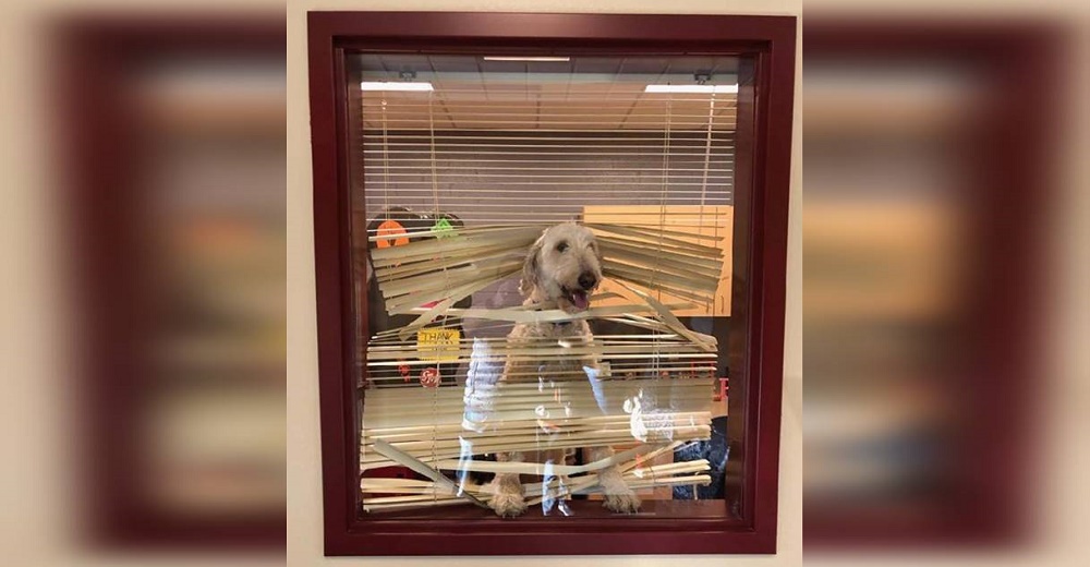 Travieso perrito sigue a los niños hasta la escuela y termina en la oficina de director Travieso perrito sigue a los niños hasta la escuela y termina en la oficina de director