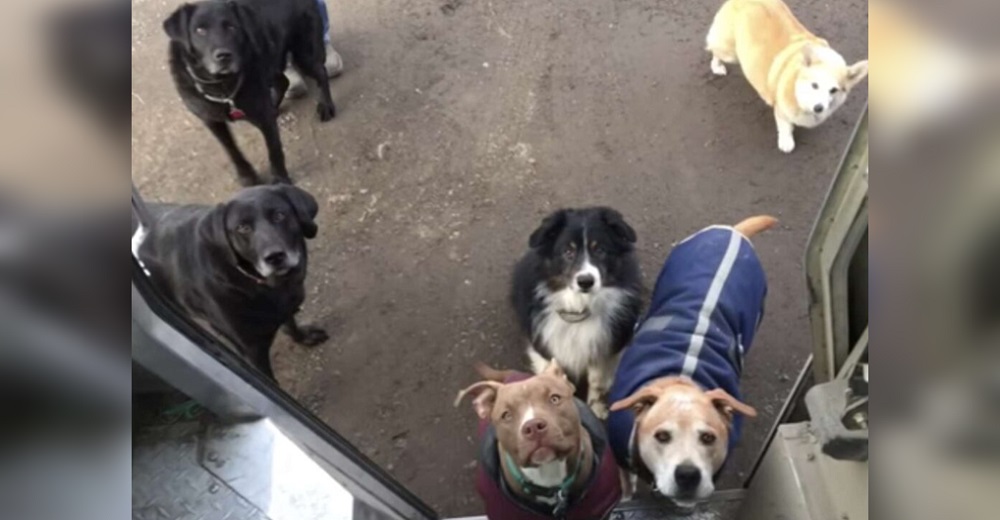 El repartidor de correos que reacciona cuando es interrumpido por cada perrito en su ruta El repartidor de correos que reacciona cuando es interrumpido por cada perrito en su ruta