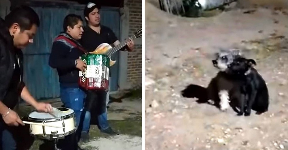 Se viralizan los perritos enamorados que reaccionaron al encontrarse con una romántica serenata