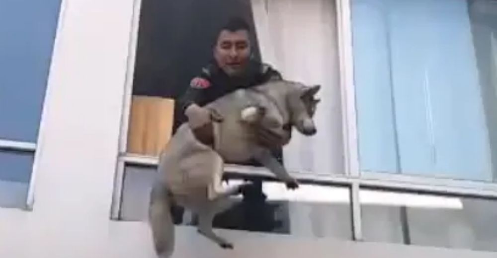 Los policías hacen lo posible por salvar a un perrito que quedó atrapado en un incendio Los policías hacen lo posible por salvar a un perrito que quedó atrapado en un incendio