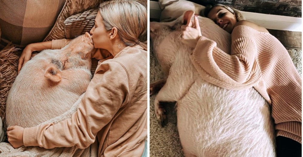 Influencer cuenta cómo trata a su cerdo de 80 kg que vive dentro de su hogar y se hace viral