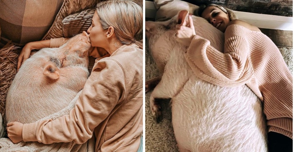 Influencer cuenta cómo trata a su cerdo de 80 kg que vive dentro de su hogar y se hace viral Influencer cuenta cómo trata a su cerdo de 80 kg que vive dentro de su hogar y se hace viral