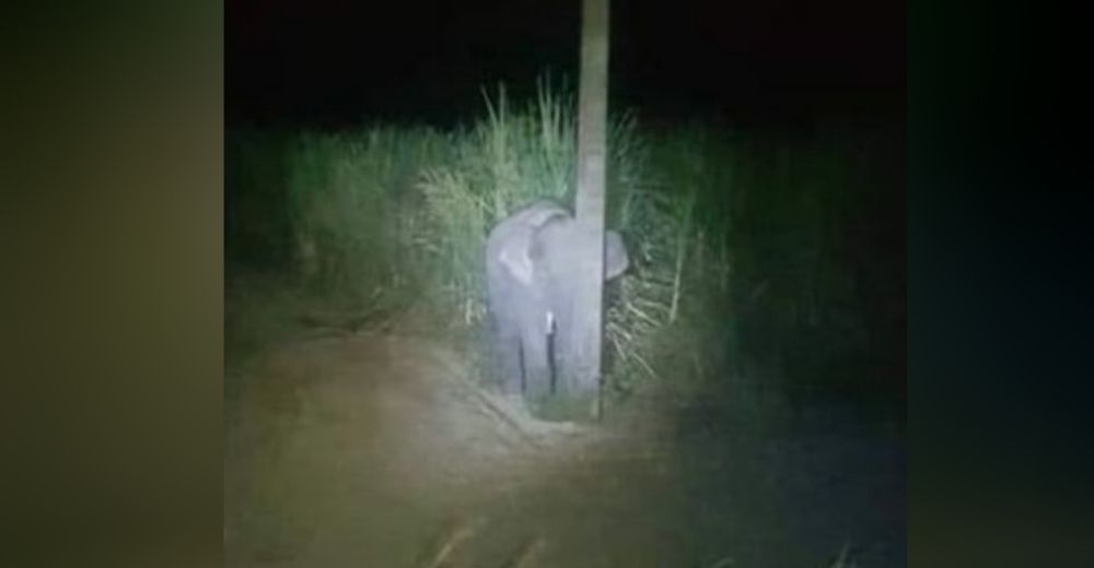 Elefante bebé comete un ingenuo robo y se esconde avergonzado detrás de un estrecho poste Elefante bebé comete un ingenuo robo y se esconde avergonzado detrás de un estrecho poste