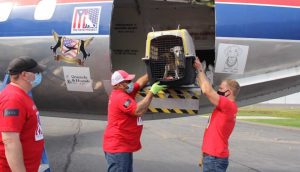 Abren la puerta del avión tras un largo viaje y 130 gatos y perros corren con sus nuevos padres