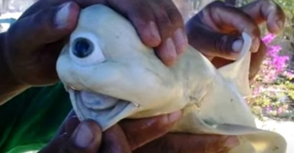 Un pescador se sorprende tras hallar a una rara criatura albina con un ojo en medio de su cabeza