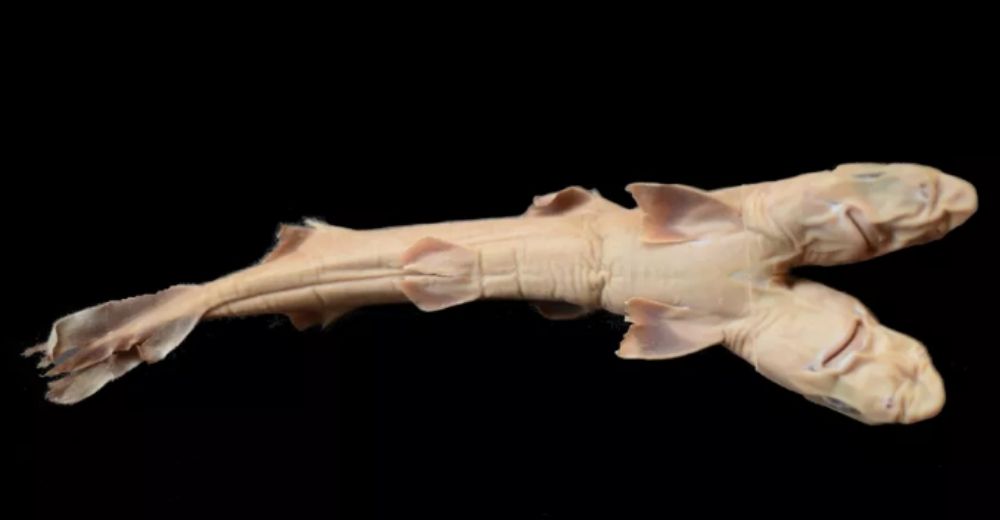 El hallazgo de un tiburón de dos cabezas causa conmoción entre los expertos
