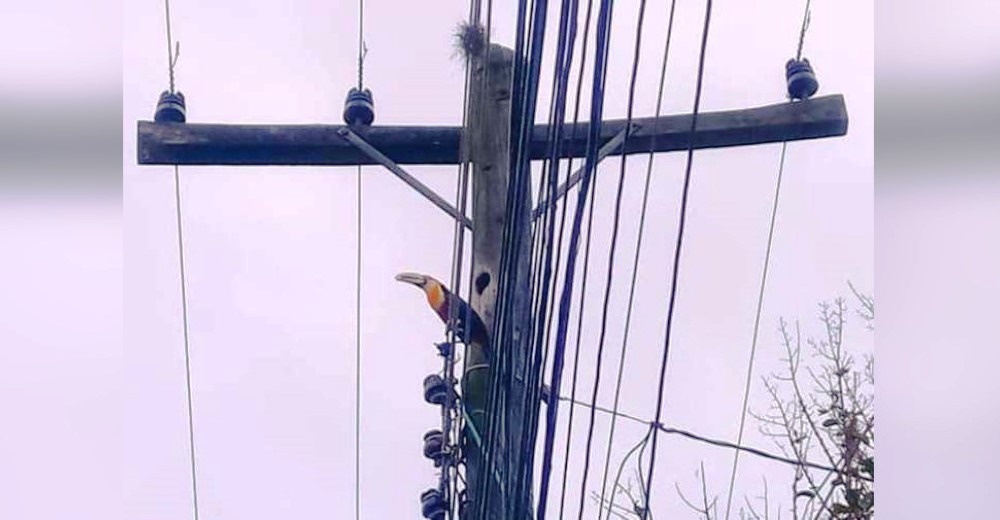 Se ve obligado a reemplazar un poste telefónico viejo pero descubre que ahí vivía una familia