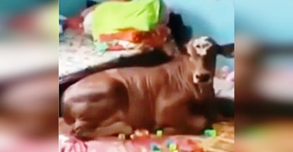 Adoptan una vaca y ella termina comportándose como un perrito más de la casa Adoptan una vaca y ella termina comportándose como un perrito más de la casa