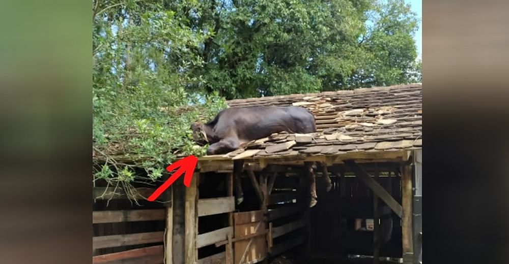 Hacen de todo para rescatar a la desafortunada vaquita que quedó atrapada sobre un techo Hacen de todo para rescatar a la desafortunada vaquita que quedó atrapada sobre un techo