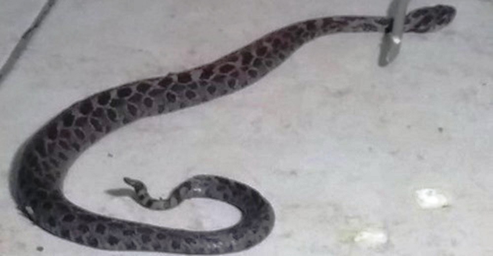 Piden acabar con la vida de la serpiente que apareció en un hospital y mordió a un paciente