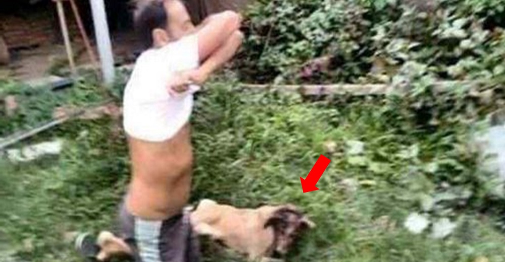 Captan al hombre que tras acercarse a un perro gravemente herido, se sacó la camiseta