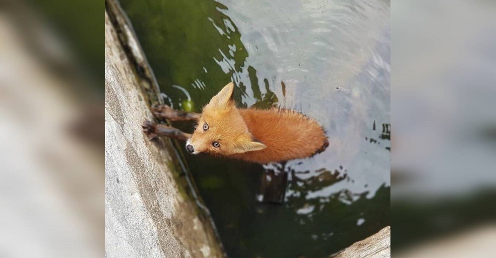 Zorrito bebé cae en una piscina contaminada y pasa horas luchando incansablemente por su vida Zorrito bebé cae en una piscina contaminada y pasa horas luchando incansablemente por su vida