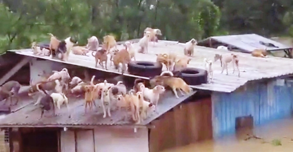 Graban a los 65 perritos que quedaron sobre un techo luchando por su vida tras perderlo todo Graban a los 65 perritos que quedaron sobre un techo luchando por su vida tras perderlo todo