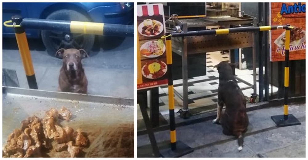 Perritos hambrientos hacen fila suplicando algo de comida y el dueño del restaurante interviene