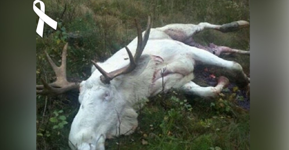 Ofrecen miles de dólares para encontrar a quienes acabaron con la vida de un hermoso alce blanco Ofrecen miles de dólares para encontrar a quienes acabaron con la vida de un hermoso alce blanco
