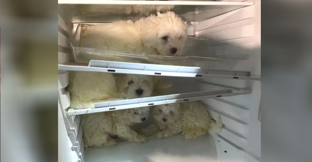 Descubren en la nevera de una mujer perritos que serían vendidos como «regalo de Navidad» Descubren en la nevera de una mujer perritos que serían vendidos como «regalo de Navidad»