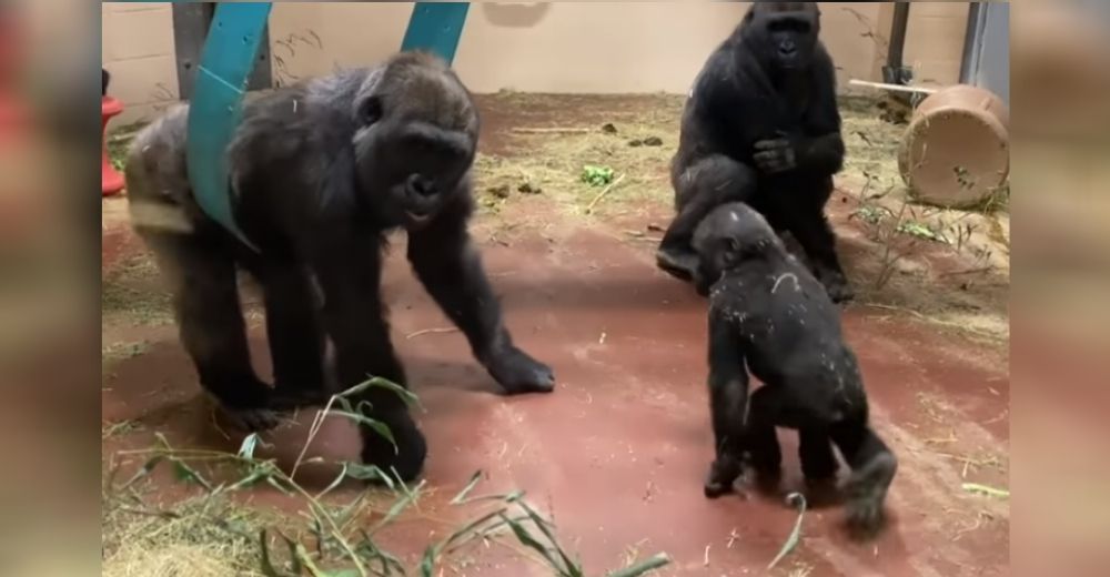 «Parecen felices, pero no lo son» – La verdad del momento de juego de unos gorilas en un zoo «Parecen felices, pero no lo son» – La verdad del momento de juego de unos gorilas en un zoo