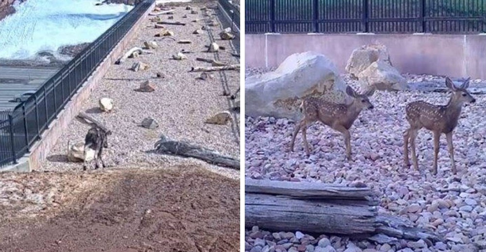 Cámaras ocultas graban a animales salvajes usando un puente para salvar su vida Cámaras ocultas graban a animales salvajes usando un puente para salvar su vida
