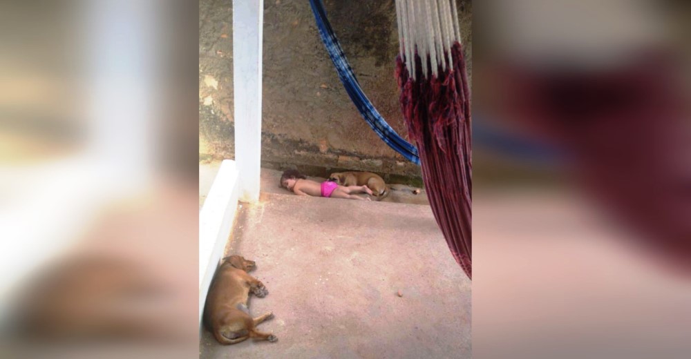 Descubre a su bebé y a sus perros «inmóviles» en el suelo tras un misterioso silencio Descubre a su bebé y a sus perros «inmóviles» en el suelo tras un misterioso silencio
