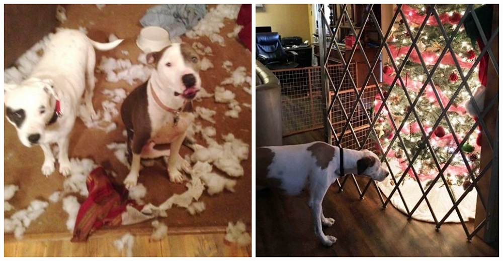 Perritos quedan consternados con la enorme reja que puso su dueña para «castigarlos» Perritos quedan consternados con la enorme reja que puso su dueña para «castigarlos»