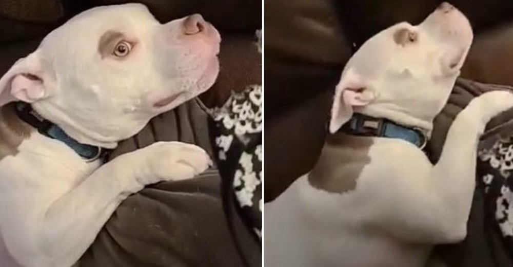 La actuación de una perrita al fingir que no tiene idea quién destruyó las chanclas de mamá La actuación de una perrita al fingir que no tiene idea quién destruyó las chanclas de mamá