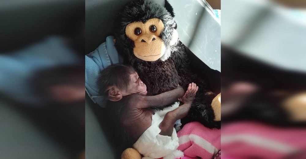 Un chimpancé bebé rechazado por su madre encuentra consuelo en un mono de peluche Un chimpancé bebé rechazado por su madre encuentra consuelo en un mono de peluche