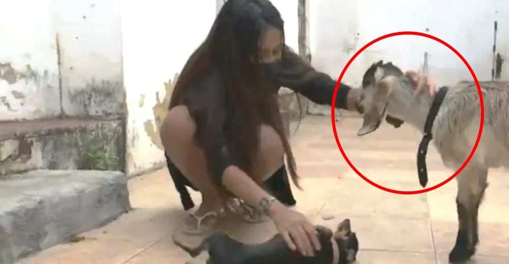 Adopta una cabra para criarla como su propia hija, pero se ve obligada a deshacerse de ella Adopta una cabra para criarla como su propia hija, pero se ve obligada a deshacerse de ella