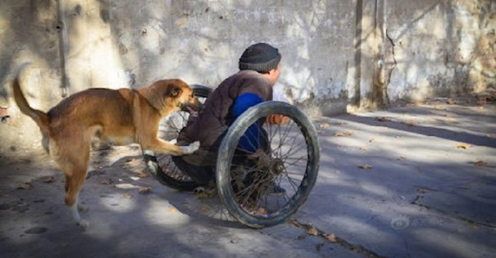 Captan a un perrito que desde hace muchos años empuja la «silla de ruedas» de su dueño