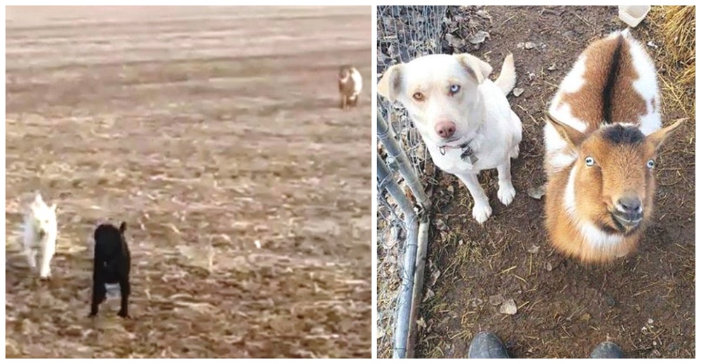 Descubre a su perro negro perdido corriendo en el campo a 10 km de su casa, pero no estaba solo